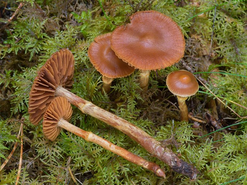 Cortinarius gentilis